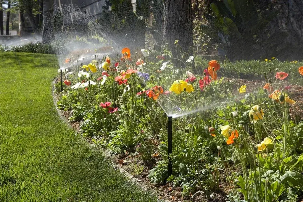 A sprinkler gently watering flowers