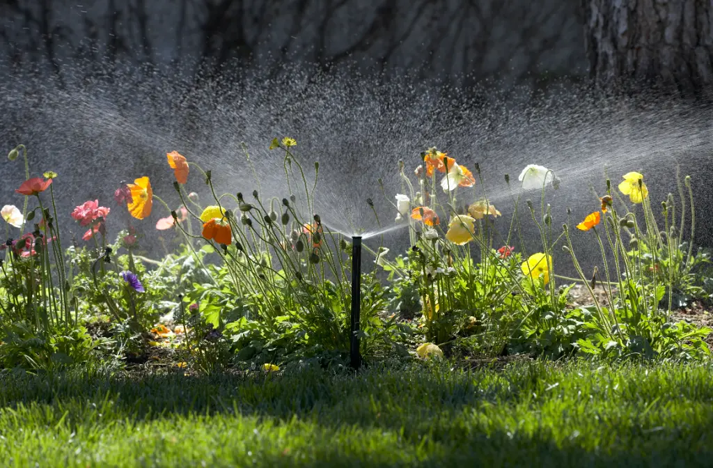 Fine sprinkler spray watering a colorful bed of poppies