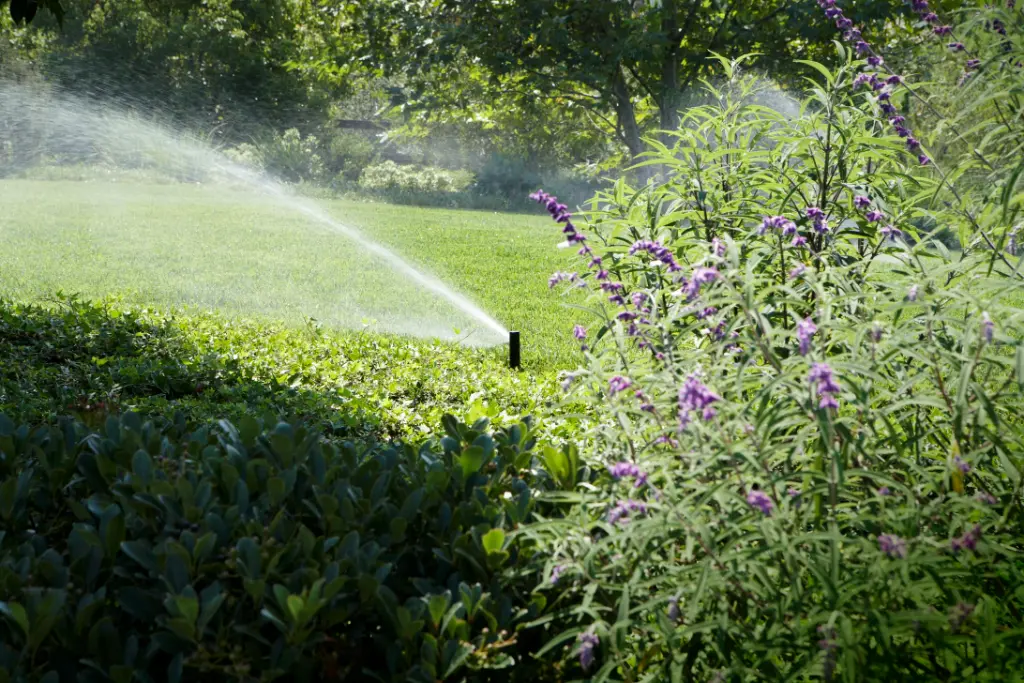A sprinkler watering a lawn beside a border of purple flowers